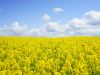 A Image of wheat and mountains
