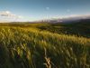 A Image of wheat and mountains