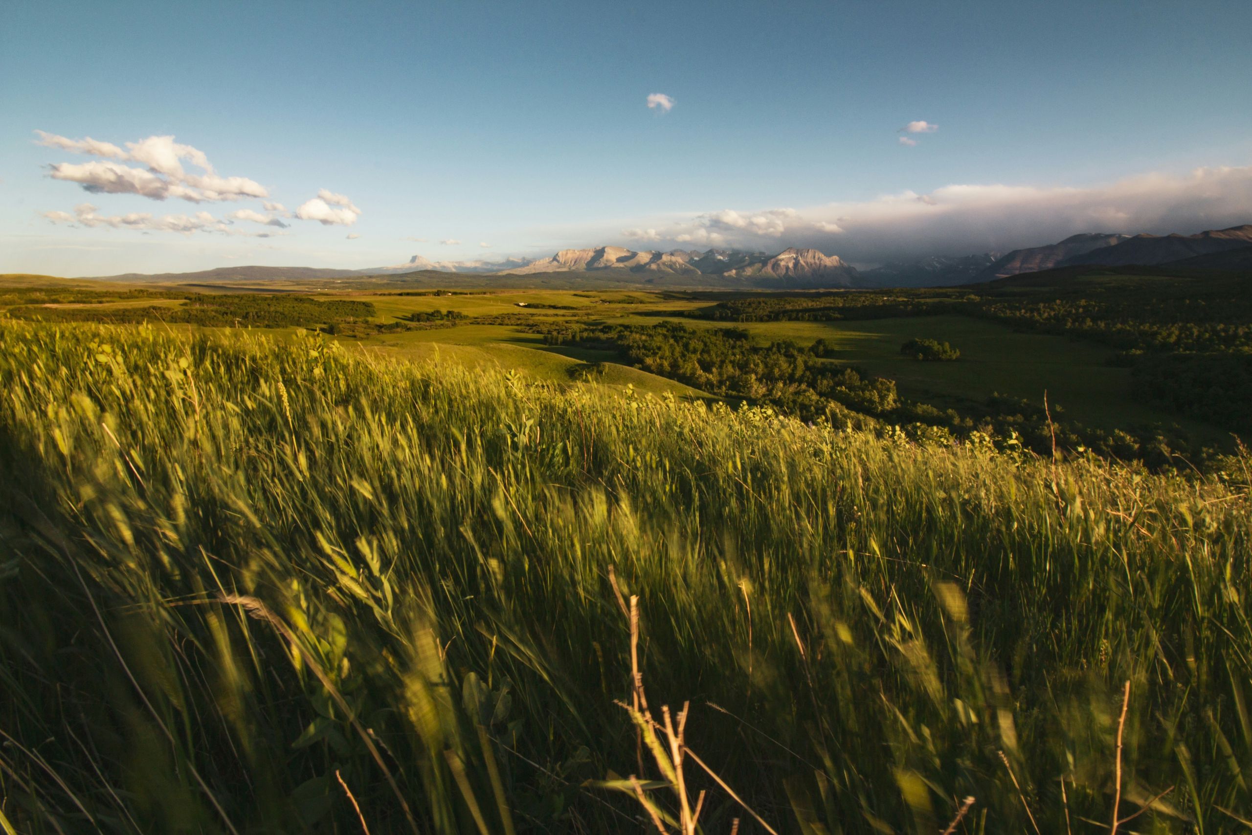 A Image of wheat and mountains