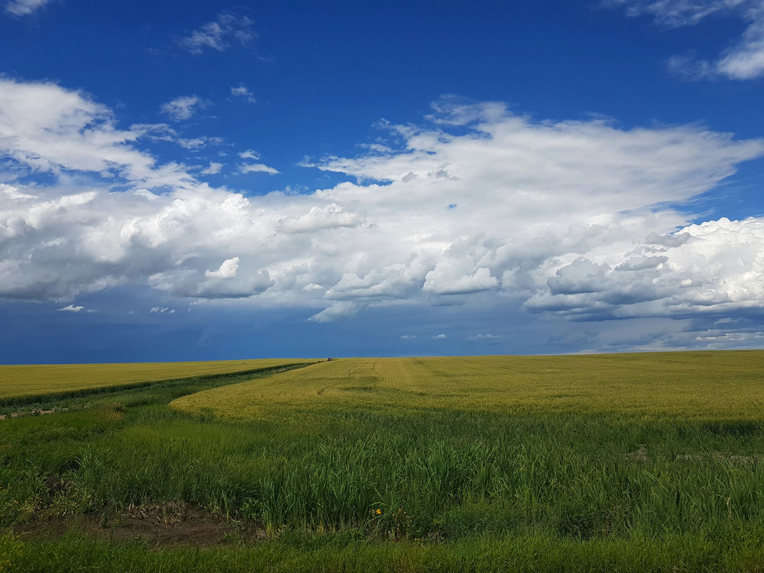 A Image of wheat and mountains